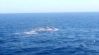 Antalya’nın Finike ilçesi açıklarında özel bir yatın kaptanı denizde ölü balina görüntüledi. Kemer ilçesindeki G- Marina’dan gezi için açılan özel yattakiler, Finike Körfezi’nde denizde su yüzeyinde duran bir nesne olduğunu fark etti. Tekneyle yaklaşmalarının ardından deniz yüzeyinde hareketsiz yatanın balina […]