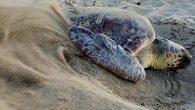 Akdeniz sahillerinde deniz kaplumbağalarının en büyük yuvalama alanı olan, Türkiye’nin turizm kenti Antalya’nın dünyaca ünlü otellerine ev sahipliği yapan Belek bölgesinde caretta caretta yuvaları rekor sayıya ulaştı. Bölgede yürütülen ‘Deniz Kaplumbağalarını İzleme Koruma Projesi’nde yuva sayısı 3 bini aşarak bir […]