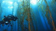 As his boat bobs on the Tasman Peninsula’s emerald waters, veteran diver Mick Baron leans back and soaks in the morning sun. Behind him, seals laze in a half slumber on slick rocks that stand at the foot of towering […]