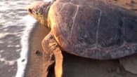 Ortaca ilçesine bağlı Dalyan Mahallesi’ndeki Deniz Kaplumbağası Araştırma Kurtarma ve Rehabilitasyon Merkezinde (DEKAMER) tedavisi tamamlanan caretta caretta İztuzu sahilinden denize salındı. DEKAMER’de tedavi gören yaralı deniz kaplumbağasının tedavi masraflarını Vestel Ar-Ge Müdürü Elektrik Elektronik Yüksek Mühendisi Andaç Pamuk karşıladı. Misina […]