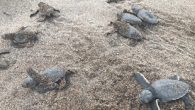 Dünyada nesli tehlike altında olan caretta caretta türü deniz kaplumbağalarının Antalya’nın Alanya ilçesindeki sahilde yumurtlama dönemi tamamlandı. Yumurtadan çıkan yavrular, Yeşilöz Sahili sularıyla buluştu. Nesli tükenme tehlikesiyle karşı karşıya olduğu için koruma altına alınan caretta carettaların denize zorlu yolculuğu Antalya’nın […]
