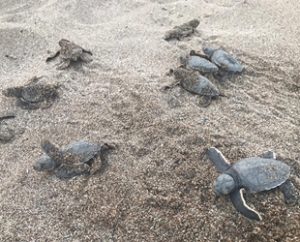 Dünyada nesli tehlike altında olan caretta caretta türü deniz kaplumbağalarının