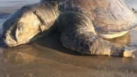 Meksika’da 137 deniz aslanı ölüsünün sahile vurduğu bölgede yıl başından bu yana 351 caretta caretta ölüsünün bulunduğu bildirildi. Meksika Çevre Hukuku ve Biyolojik Çeşitlilik merkezleri, Baja California Sur’da bulunan 351 deniz kaplumbağası ölüsünün, Ulloa Körfezi’nde ağla ve oltayla balık avlamaya […]