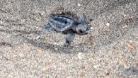 Antalya’nın Kumluca ilçesinde yuvalarından çıkan caretta caretta yavruları denizle buluştu. Caretta caretta kaplumbağalarının en önemli yuvalama alanlarından biri olan Antalya’nın Kumluca ilçesi sahilinde, yuvadan çıkan yavrular denizle buluştu. Yavruların zorlu yolculuk sonucu denize ulaşma anlarına gönüllü çevreciler de eşlik etti. […]