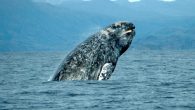 A “very rare” sighting off a young grey whale from the North Pacific which has veered off course has been spotted off the Alicante coastline in the Valencia region on the Costa Blanca. Concern is growing for the wellbeing of […]