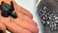 Marmara Denizi’nde araştırma yapan uzmanlar, Türkiye’de genellikle Akdeniz’de Muğla ile Hatay sahilleri arasında görülen caretta carettalara ait bir yuva ve içinde yumurtalarından çıkan 32 yavru tespit etti. Çanakkale Onsekiz Mart Üniversitesi (ÇOMÜ) Deniz Kaplumbağaları Araştırma ve Uygulama Merkezi (DEKUM) bünyesindeki […]