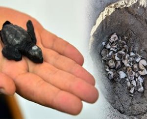 Marmara Denizi’nde araştırma yapan uzmanlar, Türkiye’de genellikle Akdeniz’de Muğla ile