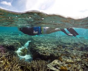 Avustralya’nın Büyük Bariyer Resifi’nin iklim değişikliğine bağlı deniz suyu sıcaklığının