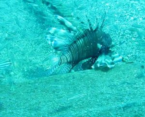 Antalya kıyılarına Kızıldeniz’den göç sonucu gelen çok sayıda balık türü