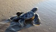 Bu yıl koronavirüs nedeniyle sahiller boş kalınca caretta caretta ve yeşil deniz kaplumbağalarının yuva ve yavru sayılarında yüzde 40’a varan artış yaşandı. Akdeniz sahillerinde bu yıl 6 bin caretta caretta yuvasından 350 bin yavru, 3 bin 500 yeşil deniz kaplumbağası […]