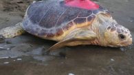 İzleme cihazıyla takip edilen caretta caretta Tuba, Akdeniz’de sürdürdüğü gezisinde Bari’ye ulaştı. Çevre ve Şehircilik Bakanlığı, tarafından deniz kaplumbağalarının korunması için yapılan çalışmalar kapsamında izleme cihazı aracılığıyla takip edilen caretta caretta Tuba, Bari’ye ulaştı. Çevre ve Şehircilik Bakan Yrd. Prof. […]