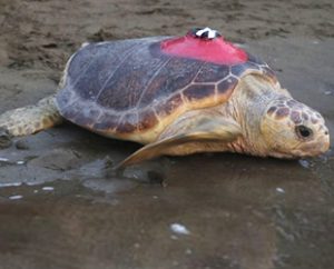 İzleme cihazıyla takip edilen caretta caretta Tuba, Akdeniz’de sürdürdüğü gezisinde