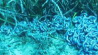 Akdeniz ve Ege’ye özgü endemik tür olan ve adını Yunan deniz tanrısı Poseidon’dan aldığı belirtilen ‘deniz çayırı’ yok olma tehlikesiyle karşı karşıya. Denizlerin oksijen deposu olarak anılan Poseidon çayırını tekne çapasının deniz dibinde sürüklenirken kökünden süpürmesi tehdit ediyor. Sualtı dünyasının […]