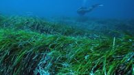Deniz ve okyanuslardaki mikroplastik kirliliği dünyanın geleceğini tehdit eden en büyük çevre sorunlarından birini oluşturuyor. Akdeniz kıyılarındaki kirliliği inceleyen bilim insanları, deniz çayırlarının plastik atıkları süzdüğünü ve Neptün topları olarak bilinen lif demetlerinde hapsettiğini keşfetti. Bilim insanları, deniz çayırlarının “Neptün […]