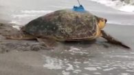 ABD’nin Florida eyaletinde polis tarafından deniz kıyısında hasta halde bulunan Connor isimli deniz kaplumbağası tedavisinin ardından doğaya salındı. Bilim insanları deniz kaplumbağdan haberdar olmak için kabuğuna uydu alıcısı taktı. ABD’nin Florida eyaletine bağlı Longboat Key şehrinde 6 Eylül’de Joshua Connors […]