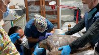 Muğla’nın Ortaca ilçesi Dalyan Mahallesi’nde bulunan Deniz Kaplumbağaları Araştırma Kurtarma ve Rehabilitasyon Merkezi’nde (DEKAMER) deniz kaplumbağalarının tedavileri yapılıyor. İztuzu Plajı’ndaki DEKAMER’de yıl boyu yaralı deniz kaplumbağalarının tedavisi yapılarak, yavru Caretta Caretta çıkışları takip ediliyor ve iyileşen kaplumbağalar denizle buluşuyor. DEKAMER’in […]