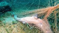 Denizlere atılıp toplanmayan ‘hayalet ağlar’ deniz canlılarına, doğaya büyük zarar veriyor. On yıllar boyunca denizlerde yok olmayan ağlar sürüklenip birçok canlının ölümüne neden olan tuzaklara dönüşüyor. AFP’nin haberine göre Tayland’da çevreci dalgıçlar, geri dönüşüm şirketleriyle ortak bir projeye imza atarak […]