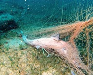 Denizlere atılıp toplanmayan ‘hayalet ağlar’ deniz canlılarına, doğaya büyük zarar