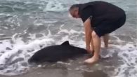Sinop’un Türkeli ilçesinde kıyıya vuran yunusu fark eden bir vatandaş, onu tekrar denize bırakarak hayatı döndürdü. Türkeli ilçesine bağlı Güzelkent köyü sahilinde olta balıkçılığı yapan Mehmet Ersoy, deniz kıyısına vurmuş ve çırpınmakta olan yunusu fark etti. Yunusun yanına giden Ersoy, […]