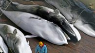 Japonya’nın kuzeydoğu eyaletleri ile Hokkaido kıyılarında 2021 yılı ticari kıyı balina avcılığı sezonu açıldı. Japonya Balıkçılık Ajansı, yeni sezonda kuzeydoğudaki Sanriku sahilleri ile Hokkaido açıklarında Ekim 2021’e kadar 120 minke balinasının avlanmasının hedeflendiğini bildirdi. Bu kapsamda Miyagi eyaletinin İşinomaki kenti […]