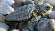 Çıralı’da caretta carettaların yuvalama alanlarında 20 yıldır sürdürülen bilimsel çalışma makaleye dönüştü. Makalede iklim değişikliği ile birlikte yumurta kuluçka süresindeki değişimin kaplumbağaların yaşamının tehdit edeceği bilgisine yer verildi. Dünya Doğayı Koruma Birliği’nin (IUCN) kırmızı listesinde yer alan nesli tükenme tehlikesi […]