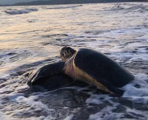İztuzu Plajı, yumurtalarını bırakmaya başlayan caretta carettalarla hareketlendi. Kovid-19 tedbirleri