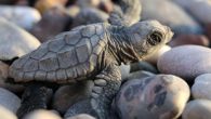 İspanya’daki bir araştırmada ilk kez carettaların kaslarında plastik saptanmasıyla insanların neden olduğu kirlenmenin deniz yaşamını sadece fiziksel değil, aynı zamanda kimyasal düzeyde etkilediği teyit edildi. Bilim insanları, plastik atıkların insanlar üzerinde de aynı şekilde etki bırakıyor olabileceği uyarısını yaptı. Soyu […]