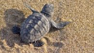 Antalya’nın Kemer ilçesinin Çıralı sahilinde ilk caretta caretta yuvası tespit edildi. Ulupınar Çevre Koruma Kooperatif Başkanı Habib Altınkaya, geçen yıl 100 yuvada 7 bin 729 yumurtanın belirlendiği, 3 bin 177 yavru caretta carettanın denizle buluştuğu Çıralıda, bu yıl daha büyük […]