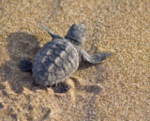 Antalya’nın Kemer ilçesinin Çıralı sahilinde ilk caretta caretta yuvası tespit