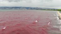 Kocaeli’nin Başiskele ilçesinde bir sanayi sitesinden yağmur suyu hattına karışarak Kilez Deresi’ni kırmızıya bürüyen kimyasal atık, İzmit Körfezi’ne indi. Kocaeli Büyükşehir Belediyesi ekipleri, derede ve İzmit Körfezi’nde temizlik çalışmalarını aralıksız sürdürüyor. Kocaeli’nin Başiskele ilçesinde bulunan bir atık yönetimi firmasından deşarj […]