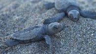 Nesli koruma altında bulunan caretta carettalar, Mersin sahillerinde yumurta bırakmaya başladı. Kentteki 5 önemli üreme bölgelerinden biri olan Kazanlı sahiline çıkan caretta carettalar yumurtalarını bıraktıktan sonra Akdeniz’in derin sularına döndü. Merkez Akdeniz ilçesinde yer alan Kazanlı sahili, caretta caretta ve […]