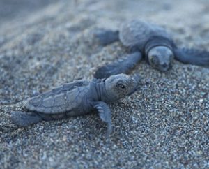 Nesli koruma altında bulunan caretta carettalar, Mersin sahillerinde yumurta bırakmaya