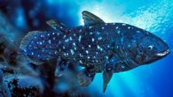 Fransa’da yapılan araştırmaya göre, yaklaşık 420 milyon yıldır var olan coelacanth cinsi balığın 100 yıla kadar yaşayabileceği bildirildi. Balığın kilosu 90’a kadar ulaşabiliyor. Balığın erkekleri 40 ila 69 yaşları arasında, dişileri ise 50’li yaşların sonunda cinsel olarak olgunlaşıyor ve hamilelik […]