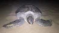 Nesli tehlike altındaki caretta caretta ve chelonia mydas (yeşil deniz kaplumbağası) türü deniz kaplumbağalarının yuvalama alanı da olan Patara sahilinde 9 yıl sonra ilk yaşandı. Son 30 yılda sadece 3-4 kez sahile yuva yapan yeşil deniz kaplumbağası, 9 yıl aradan […]