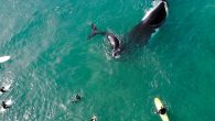 Images show dozens of surfers about 10 metres from whales, which migrate up and down the Australian coast A whale calf, closely followed by its mother, came within metres of surfers and swimmers at Manly beach, in Sydney’s north, on […]