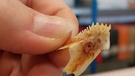 Antalya’nın Kaş ilçesindeki Patara Antik Kenti’nde devam eden kazı çalışmalarında, yemek atıklarından kalan 2 bin 300 yıl öncesine ait balık iskeletlerine ulaşıldı. Akdeniz Üniversitesi Arkeoloji Bölümü öğretim üyesi Doç. Dr. Erkan Dündar’ın yönettiği kazılarda, Tepecik mevkisinde mutfak ve sofra atıklarından […]