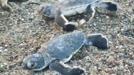 Hatay’ın Samandağ ilçesinde bulunan sahilde yuvadan çıkan yeşil deniz kaplumbağalarının deniz yolculuğu başladı. Doğa Koruma ve Milli Parklar 7. Bölge Müdürlüğü, Hatay Büyükşehir Belediyesi, Samandağ Kaymakamlığı ve belediyesi ile Samandağ Çevre Koruma ve Turizm Derneği tarafından korumaya alınan Carretta Caretta […]