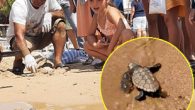 Deniz kaplumbağalarının yuvalama alanı dışında olmasına rağmen Didim’de geçtiğimiz aylarda plajlara yuva yapan carettta carettaların yavru çıkışları başladı. Didim’deki Parlamenterler Sitesi’ne yumurta bırakan caretta caretta kaplumbağalarının yavru çıkışları Ekosistemi Koruma ve Doğa Sevenler Derneği (EKODOSD) Başkanı Bahattin Sürücü, Tarım ve […]
