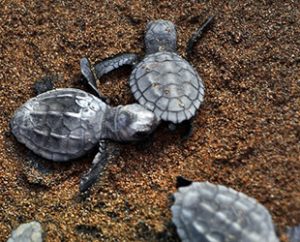 Muğla’nın Ortaca ilçesindeki İztuzu Kumsalı’nda yumurtadan çıkan caretta caretta yavrularının