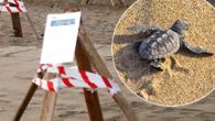 Caretta caretta kaplumbağalarının alanlarının belirlenmesi için Kaş Patara, Fethiye ve Köyceğiz-Dalyan sahillerine 1.650 adet çam kazık çakılacak ve 400 adet kum altı ve kum üstü kafesler kurulacak. Antalya’da bir otelin, caretta caretta kaplumbağalarının üreme kumsalına yürüme bandı yerleştirerek ve 60 […]
