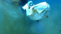 Koronavirüs kısıtlamalarının kaldırılmasının ardından Antalya’da turistik ve sportif dalışlar yapan dalgıçlar, denizin dibindeki kirliliği belgeledi. Deniz tabanındaki maske ve eldivenler dalgıçlar tarafından görüntülendi. Antalyalı dalgıçlar, su altındaki kirlenmeye dikkat çekmek için dalış yaparak, deniz tabanındaki maske ve eldivenleri topladı, plastik […]