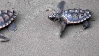 Muğla’nın Ortaca ilçesindeki İztuzu kumsalında, nesli tükenme tehlikesi altındaki caretta carettaların oluşturduğu 735 yuvalama alanında 42 bin yavru çıkışıyla rekor sayıya ulaşıldığı bildirildi. İztuzu Plajı’nda mayıs ve haziran ayında başlayan döngü sonrası yumurtadan çıkan yavru ceratta carettaların tamamı denizle buluştu. […]