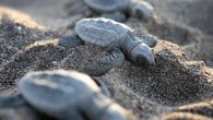 Antalya’nın Serik ilçesinde bulunan Avrupa’nın en büyük yuvalama alanlarından Belek’te bu yıl caretta carettaların yuva sayısının rekor kırarak 3 bin 850’ye ulaştığı bildirildi. Dünyada nesli tükenme riskiyle karşı karşıya olan hayvanlar arasında yer alan caretta caretta yavrularının kumun altında gömülü […]