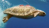 Uydu takip cihazı takılarak yaklaşık 2 yıl önce denize bırakılan deniz kaplumbağası “Caretta Tuba”, 12 bin kilometreden fazla yol kat etti ve 7 ülkeye uğradı. Dalyan’daki Deniz Kaplumbağası Araştırma Kurtarma Rehabilitasyon Merkezi görevlileri tarafından uydu takip cihazı takılarak geçtiğimiz yıl […]