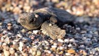 Antalya’nın Kemer ilçesi Çıralı sahilinde son yuvanın da açılmasıyla 2021 yılı caretta caretta sezonu kapandı. Bu yıl 124 yuvadan 3 bin 24 yavru caretta caretta, denizle buluşarak zorlu yolculuğuna çıktı. Dünya Doğayı Koruma Birliği’nin (IUCN) kırmızı listesinde nesli tükenme tehlikesi […]