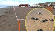 Antalya’da yuvadan çıkmakta geç kalan ve ilk defa Kasım ayında yuvadan çıkan yavru caretta carettalar denizle buluştu. O anlar otel görevlileri tarafından cep telefonlarıyla görüntülendi. Antalya’nın Serik ilçesinde, caretta carettaların en büyük yuvalama alanlarından Boğazkent sahilinde bu yıl ilk defa […]