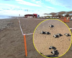 Antalya’da yuvadan çıkmakta geç kalan ve ilk defa Kasım ayında