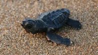 Antalya’nın Manavgat ilçesinde, 65 kilometrelik sahildeki 2 bin 150 yuvadan bu yıl 150 binin üzerinde caretta caretta yavrusu denize ulaştı. Deniz Kaplumbağaları Akdeniz Fokları Kum Zambakları Koruma ve Yaşatma Derneği (DEKAFOK) Başkanı Seher Akyol, “Denize ulaşan yavru caretta caretta sayısını […]