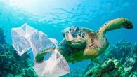 Nesilleri tehdit altında olan deniz kaplumbağalarının (caretta caretta) plastik kirliliğinden etkilendiği, ciddi sağlık sorunları ile karşılaştıkları, plastik kirliliğinin yuvalama kumsallarında sıcaklığın artmasına, bunun etkisiyle popülasyona katılan erkek bireylerin azalmasına yol açabileceği belirtildi. Pamukkale Üniversitesi öğretim üyesi ve Deniz Kaplumbağaları Araştırma, […]