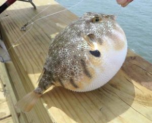 Balon balığı avcılığı ve sonrasında yapılacak işlemler ile balık alım